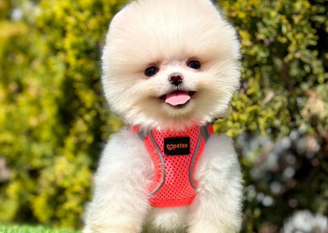 Safkan Pomeranian Boo Yavrularımız